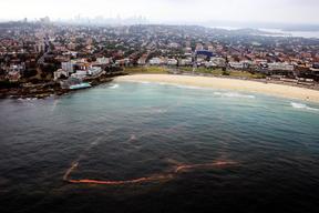 Red Algae Closes Sydney Beaches