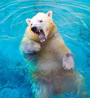 'Mishka' The Polar Bear At Seaworld