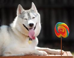 Dog Predicts Diabetic Owner's Hypo Episodes