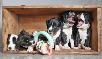 Staffordshire Puppies Wait For Rehoming