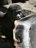 Animals Beat The Heat At Taronga Zoo