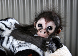 Two Month Old Spider Monkey 'Tito'