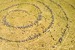Aerial View Of Feeding Sheep At Crofton Park