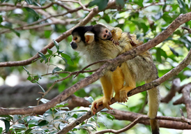 Baby Boom Amongst Squirrel Monkeys At Taronga Zoo