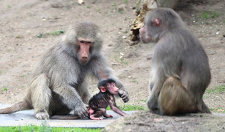 Baboon Baby 'Melako' At Melbourne Zoo