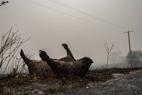 Bushfire Aftermath In Corryong