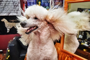 'Rio' The Poodle Gets Groomed