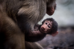 Newborn Hamadryas Baboons At Melbourne Zoo