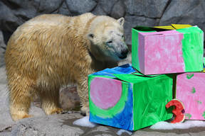 Mishka The Polar Bear Celebrates 3rd Birthday