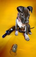 Puppy Given Vodka As Antidote To Poison
