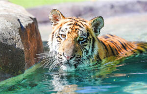 Dreamworld Handler Swims With Tigers